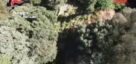 Calabria, piantagioni di marijuana fra i boschi dellAspromonte: due arresti