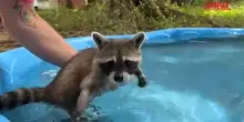 Il &ldquo;campo di addestramento per procioni&rdquo;, al Woodside Wildlife Rescue si insegna ai cuccioli come sopravvivere