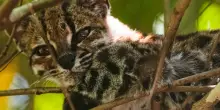 Nuova specie di felino selvatico identificata in Bolivia: ecco il Leopardus tilcayo &ndash; Le foto