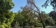 Zero Emission Day 2026, il WWF torna nelle piazze italiane con Urban nature