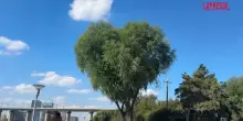 Cina, a Changchun "lalbero del cuore" conquista i turisti e diventa virale