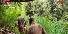 Reggio Calabria, scovata piantagione di canapa: avrebbe potuto generare oltre 2 milioni di euro