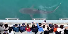 Corea del Sud, Squalo intrappolato nel North Port Waterfront Park a Busan