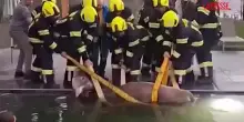 Alto Adige, mucca cade nella piscina di un hotel: salvata dai vigili del fuoco