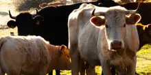 Virus Shamonda in Campania, cos&rsquo;&egrave; la malattia che minaccia i bovini