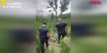 Campobasso, maxi piantagione marijuana scoperta a Salcito