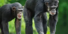 Gli scimpanz&eacute; rubano meno cibo ai loro amici che agli sconosciuti: l&rsquo;esperimento