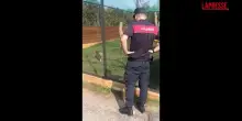 Brescia: aveva in casa due serval selvatici, animali confiscati dalla Forestale