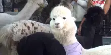Serbia, apre lAlpaca Caf&egrave;: gli animali accolgono i visitatori