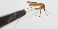 Chikungunya, che cos&rsquo;&egrave; il virus che ha fermato Sofia Goggia