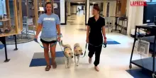 Usa, cani da terapia in una scuola in Colorado per aiutare gli studenti dopo una sparatoria