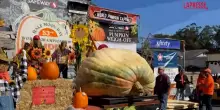 Usa, in California si sfidano i coltivatori di zucche giganti