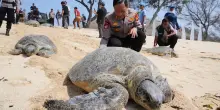 L&rsquo;Indonesia riporta in mare 20 tartarughe verdi dopo un blitz contro il traffico illegale a Bali