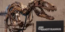 Lo scheletro del dinosauro &lsquo;Jodi&rsquo; all&rsquo;asta da Sotheby&rsquo;s con una stima di valore compresa tra i 6 e i 9 milioni di dollari