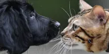 Farmaci veterinari, quello dei costi &egrave; un problema One Health