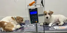 Perch&eacute; i farmaci per gli animali costano anche 10 volte pi&ugrave; di quelli per l&rsquo;uomo