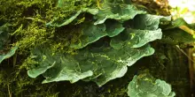 AI a caccia di nuovi antibiotici nella natura, lo studio italiano