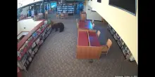California, orso in una biblioteca tra i libri: le immagini dellincursione