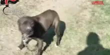 Combattimenti tra cani pitbull e maltrattamenti: perquisizioni e sequestri in diverse regioni