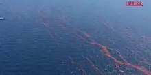 Golfo del Messico, dopo la marea nera causata dal disastro Bp fauna marina crollata di oltre il 60%