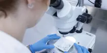 Virus Shamonda, in Francia primo caso di umano infettato: il paziente &egrave; morto