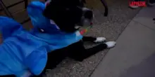 Halloween, alla Ronald McDonald House di San Diego la pet terapy con gli animali mascherati