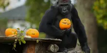 Halloween allo zoo di Londra, zucche ripiene di cibo per gli animali