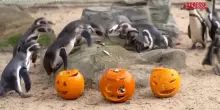 Allo zoo di Londra &egrave; gi&agrave; Halloween: zucche ripiene di prelibatezze per pinguini, capibara e gorilla