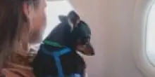 Cani e gatti potranno viaggiare nella cabina degli aerei. Le nuove regole