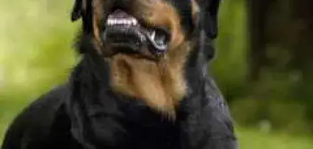 Due ragazzine litigano per strada e il rottweiler di una azzanna il polpaccio dell&rsquo;altra, Ipotesi bullismo