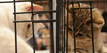 Gatti &ldquo;rubati&rdquo; e rinchiusi nei rifugi: denunciato per furto il presidente di un&rsquo;associazione animalista
