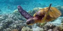 Recuperata in acqua perch&eacute; non reagiva agli stimoli, poi curata per due mesi. La tartaruga &ldquo;Ruga&rdquo; liberata in mare: &ldquo;&Egrave; tornata a nuotare nel suo habitat&rdquo;