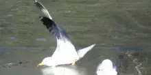 Un gabbiano s&rsquo;impiglia nella sua lenza da pesca, lui tenta di salvarlo e muore annegato