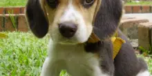Sperimentazione sui beagle, in Italia il Tar sospende i test alla Aptuit e nel Wisconsin gli attivisti liberano 23 cani