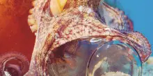 Bloccato il primo allevamento intensivo di polpi, prevedeva un milione di animali nelle vasche: stop dopo 5 anni di proteste