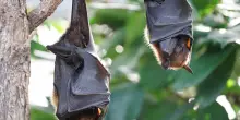 Un pipistrello si posa sul volto nel sonno, la famiglia non vede le ferite: bambino muore di rabbia dopo poche settimane