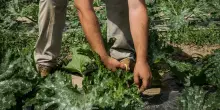 Caporalato a Brindisi, i verbali che hanno portato all&rsquo;arresto: &ldquo;Vivevamo in un tugurio, prendevamo l&rsquo;acqua da un tubo d&rsquo;irrigazione&rdquo;