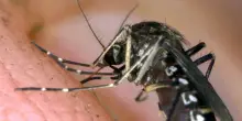 Google propone di liberare 32 milioni di zanzare contro le malattie tropicali in Florida e California: ecco il progetto &ldquo;Debug&rdquo;