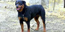 Due fratellini azzannati dal rottweiler della nonna: sono gravi. Indagini dei carabinieri