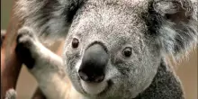 “I koala sono a rischio estinzione. Stop al disboscamento e via libera al vaccino contro la clamidia”: il piano per salvarli