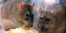 Il rischio dei &ldquo;superdiffusori&rdquo; di Hantavirus: perch&eacute; il focolaio sulla nave Hondius preoccupa gli epidemiologi