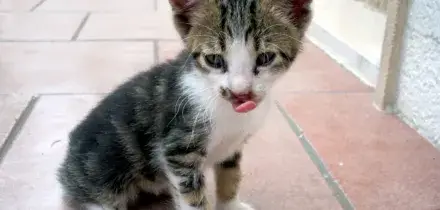 C&rsquo;&egrave; un nemico invisibile nei gatti randagi: cosa si nasconde davvero sotto il loro manto e perch&eacute; un semplice contatto pu&ograve; diventare pericoloso