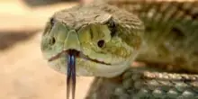Serpente sbuca dalla vegetazione e lo morde alla caviglia mentre passeggia lungo la pista ciclabile: il brutto imprevisto a Casal Palocco