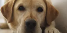 &ldquo;Il labrador non vi pagher&agrave; la pensione. Tassa di 20 euro a famiglie senza figli, ma con animali in casa. Il ricavato va a chi ha figli&rdquo;: cos&igrave; il sindaco di San Giorgio su Legnano