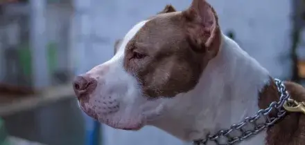 Donna uccide pitbull a coltellate, il cane aveva aggredito il marito e non mollava la presa