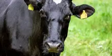 Nuovi casi di dermatite bovina in Sardegna: abbattuti altri 25 animali infetti. Il proprietario aveva rifiutato la vaccinazione