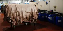 Perch&eacute; &egrave; pericoloso escludere le pelli dalla normativa Ue contro la deforestazione