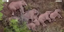 Quindici elefanti trovati morti in Kenya: &ldquo;Hanno mangiato pomodori contaminati da cianuro, provenienti da coltivazioni agricole confinanti con l&rsquo;area protetta&rdquo;