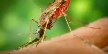 L&rsquo;Oms approva il primo farmaco antimalarico per neonati sopra i due chili: potr&agrave; salvare milioni di bimbi