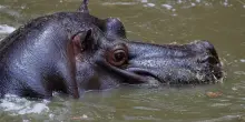 Nati dal sogno folle di Escobar, ora al centro di un nuovo progetto choc: la Colombia immagina un &ldquo;Jurassic Park&rdquo; per gli ippopotami